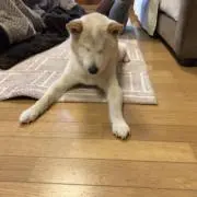 パンダ