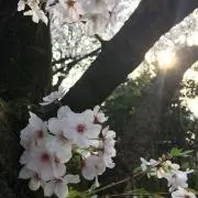 Mimi24