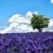 こっころの画像