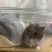 ロロノアゾロ