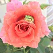 かえるねこの画像