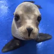 キリの画像
