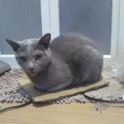 のあのあの画像