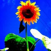 sunflower＊