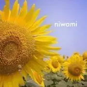ひまわり ※プロフィールお読み下さいの画像