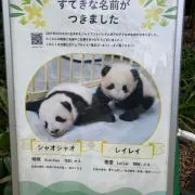 しゃおれいの画像