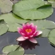 もこ