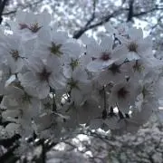 ミツキ