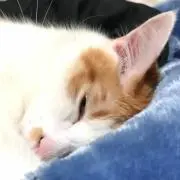 クロ