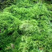 ビカクシダ・ビーチー 苔玉仕立て ※メルカリ便発送 【大株、一点物