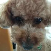 ウーロン茶の画像