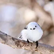 みに太の画像
