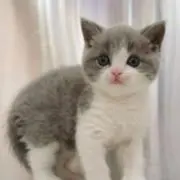 トム