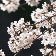 わらびもちの画像