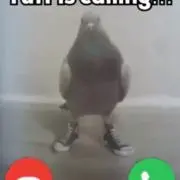 ループの画像