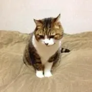 かわちゃんの画像