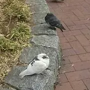 くまーんの画像