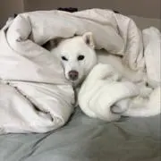 ころんの画像