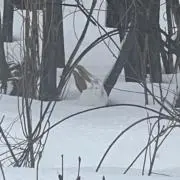 Jazzの画像