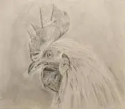 あひるの画像