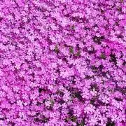 ツバキ  プロフ必須の画像