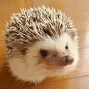Jey