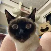 ねこまたぎの画像