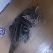 ざー