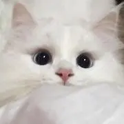 しょこの画像