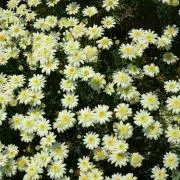 ❀❀❀の画像