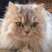 POKO
