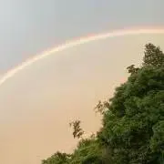 あひるの画像