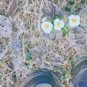 るかの画像