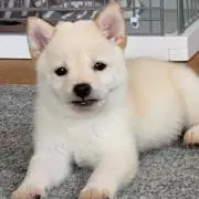 inukaiの画像