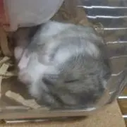 ユイ