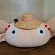 コタ