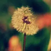 あま