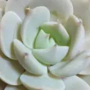 まなの画像