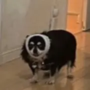 にょ