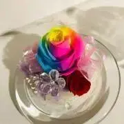 Camelliaの画像