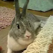 poomix