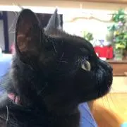 はっぱりえの画像