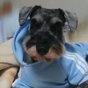 あかさの画像