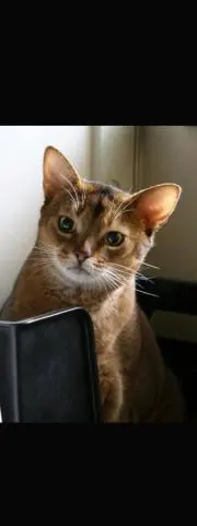 ダイナ