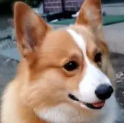 てとてと☆こてこて