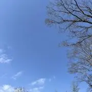 kinmokseiの画像