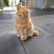ねこ。