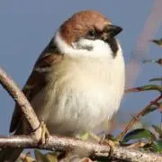 シロコの画像