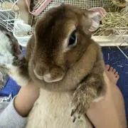 みるく