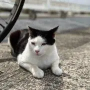 ほしの画像